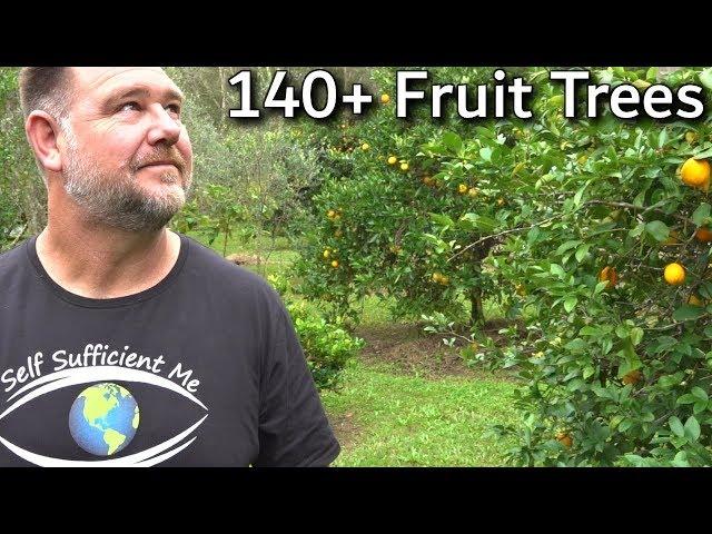 EVERY Fruit Tree We're Growing Full Garden Tour