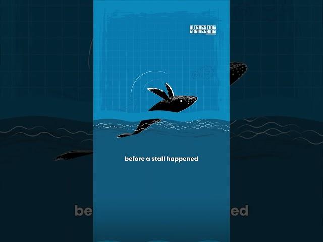 What Do Whales and Wind Turbines Have In Common?