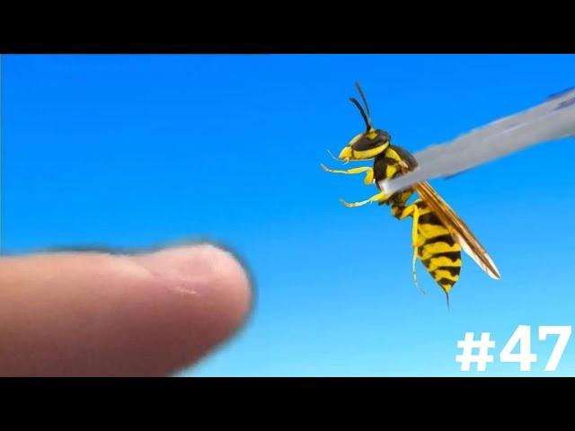 STUNG BY A EASTERN YELLOWJACKET (Vespula Maculifrons)