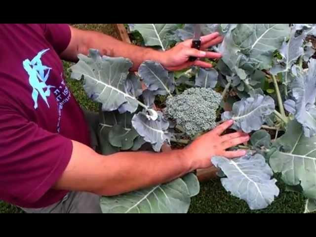 How To Harvest Broccoli