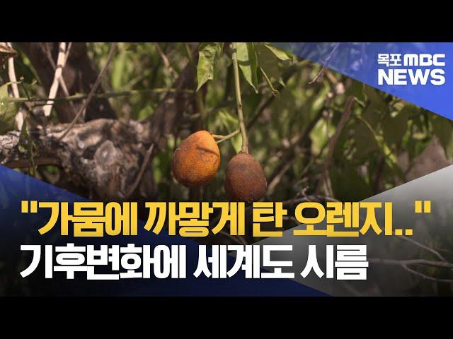 "오렌지 죽고, 고지대로 간 포도"..기후변화에 세계도 시름[목포MBC 뉴스데스크]