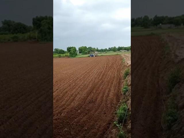 sarso ki kheti sarso ki