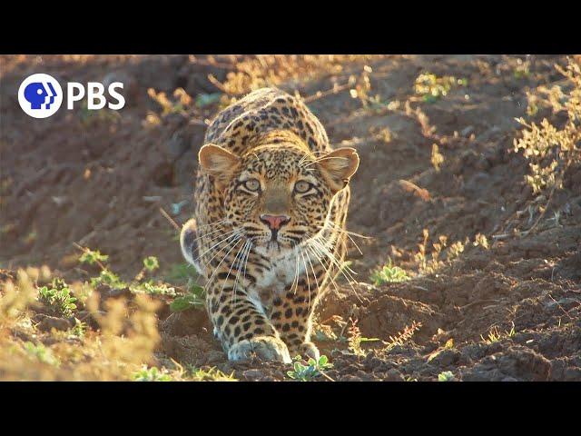 Leopard Hunts Baboon in Broad Daylight