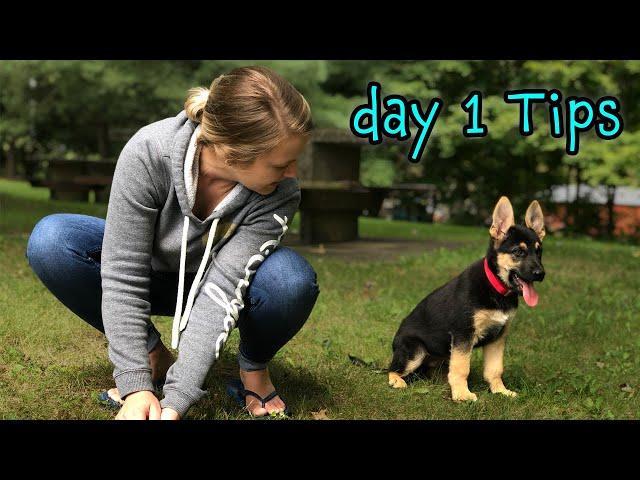 German Shepherd Puppy Day 1 Training Tips - START TRAINING NOW!