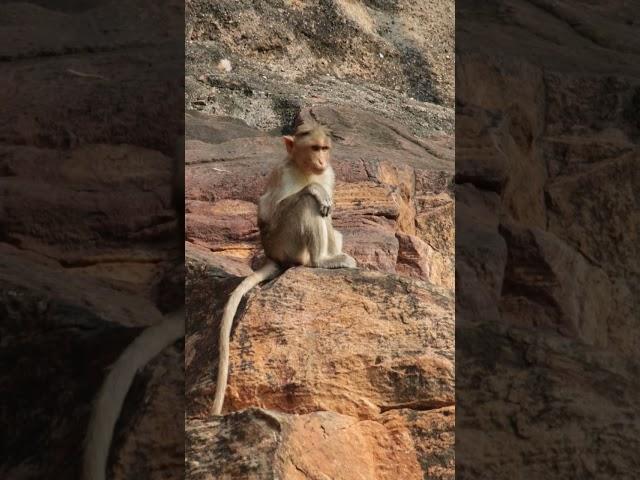 Monkey in Badami Fort | Bonnet Macaque Monkey