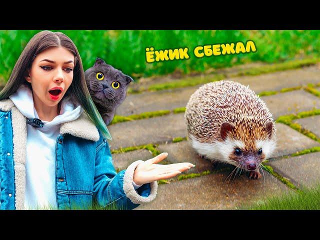 ДОМАШНИЙ ЕЖИК СБЕЖАЛ | ЕЖИК ВПЕРВЫЕ ГУЛЯЕТ на УЛИЦЕ