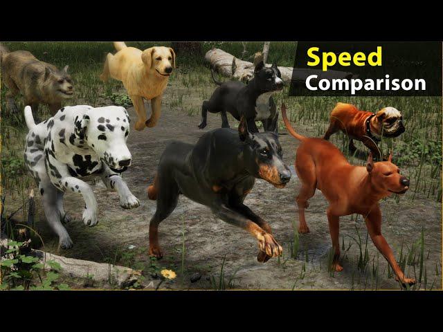 Dogs Running speed comparison | World fastest dog speed? | 4k