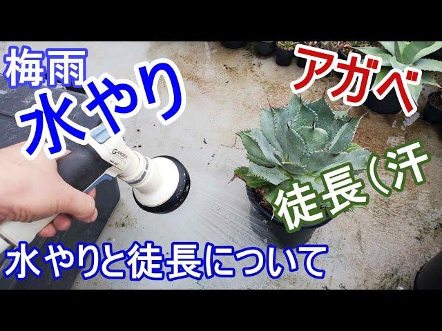 【水やり】アガベの水やりと徒長について。生育環境を把握しましょう【Agave】【園芸】