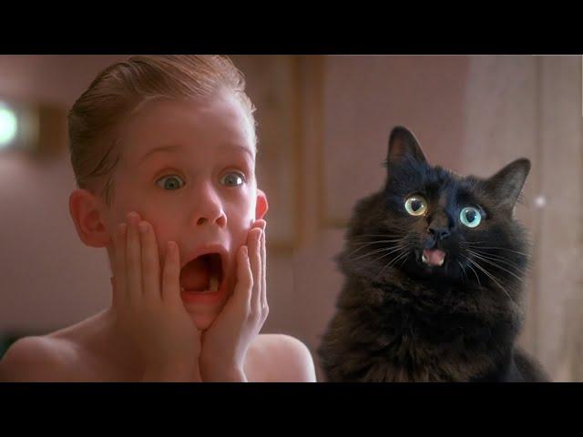 Home Alone with My Cat (OwlKitty Parody)