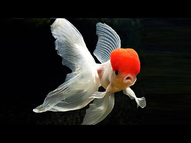 10 Most Beautiful Goldfish Species in the World