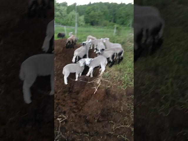 #adorable #nature #lamb the cute lambs are in a farm. 