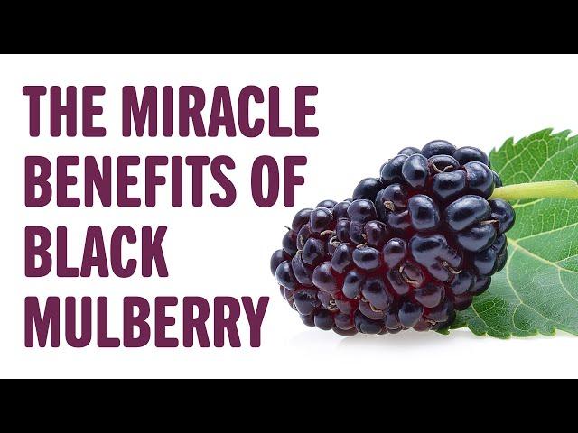 The miracle benefits of Black Mulberry | Interesting to know | Keep it in mind