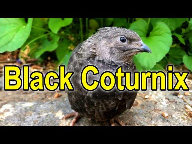 All about the Black Coturnix