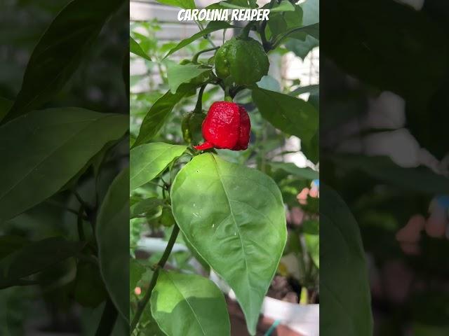 Calm before the storm #carolinareaper #hotpepper #garden #gardening