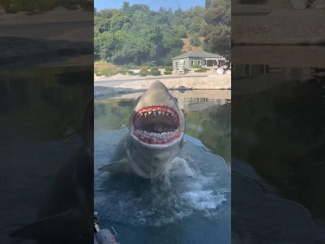 Jaws ATTACKS - Universal Studios Hollywood #shorts #travel #shark #universalstudios