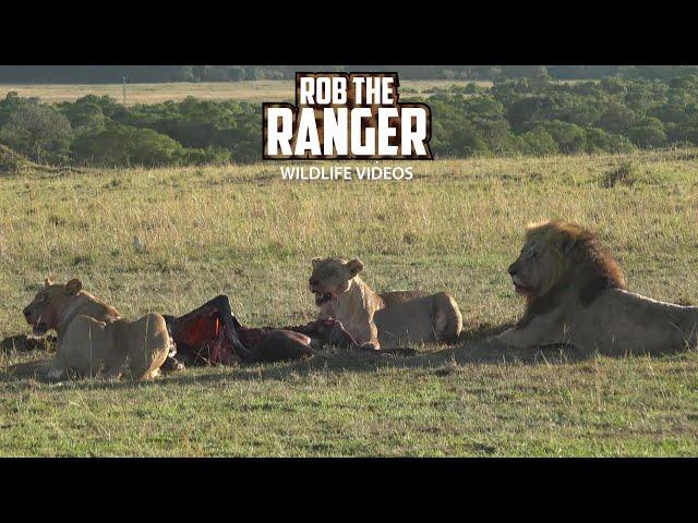 Lions Feast On A Wildebeest | Lalashe Maasai Mara Safari