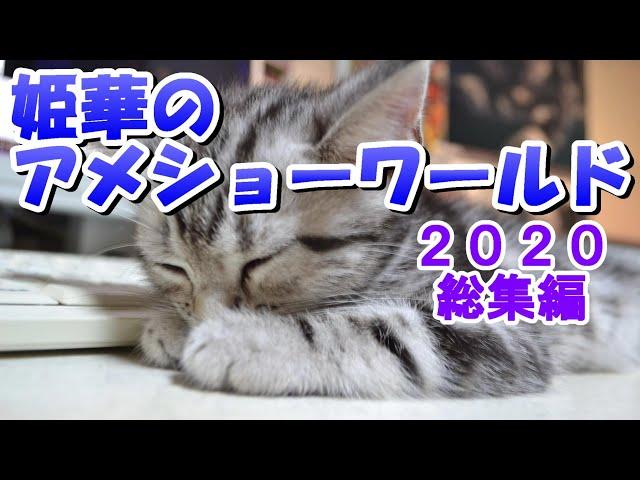 姫華のアメショーワールド2020総集編