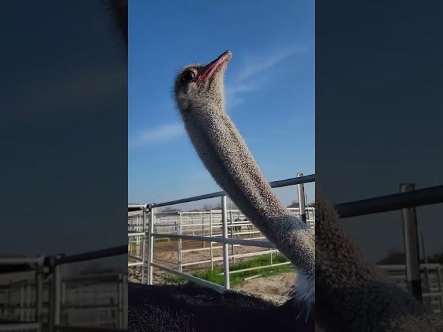 Ostrich male booming!!! at mating season