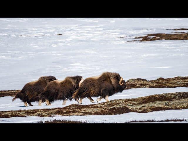 Finding Musk Oxen in Dovre - Norway