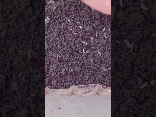জিরা ও কালো মরিচের চাষ। Cumin cultivation | RK Media Official |
