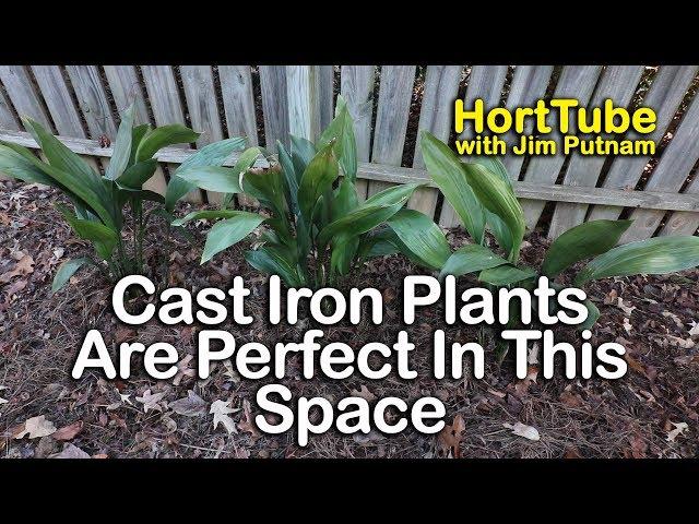 Cast Iron Plants Are Perfect For This Space