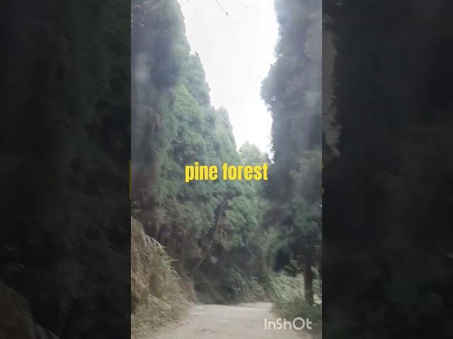 pine forest!#youtubeshorts