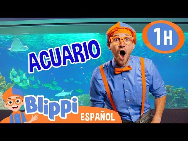 Blippi vista un acuario  | Blippi Español | Videos educativos para niños | Aprende y Juega