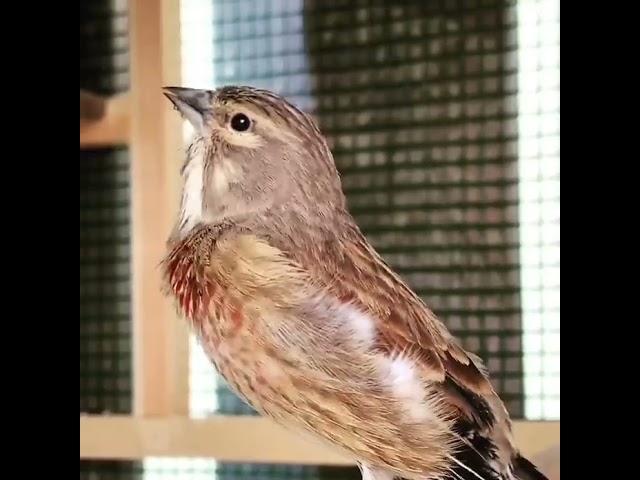 Linnet - Pardillo - Fenello - Carduelis Cannabina - Linaria #bird #jilguero #viral