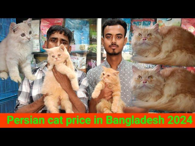 Cat price in Bangladesh | Persian cat price in Bangladesh | Katabon Animal market in Bangladesh