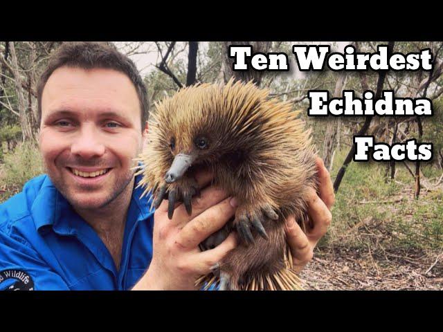 10 Things You Didn’t Know About Echidnas!