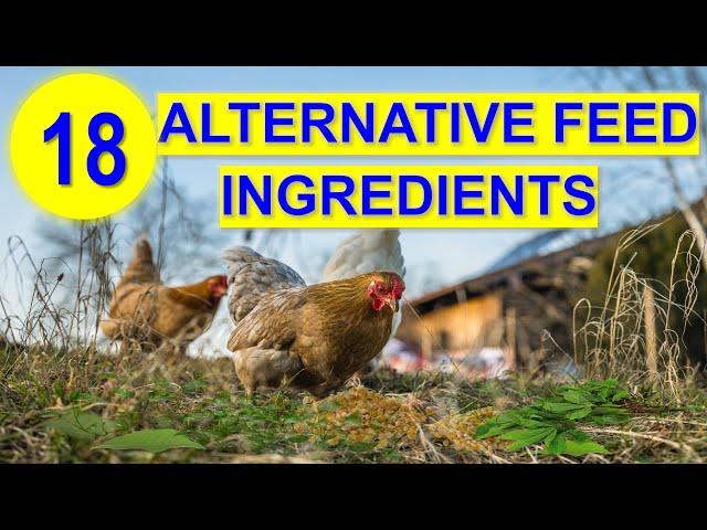 Top 18 Alternative Feed Ingredients for Chickens to Save Cost