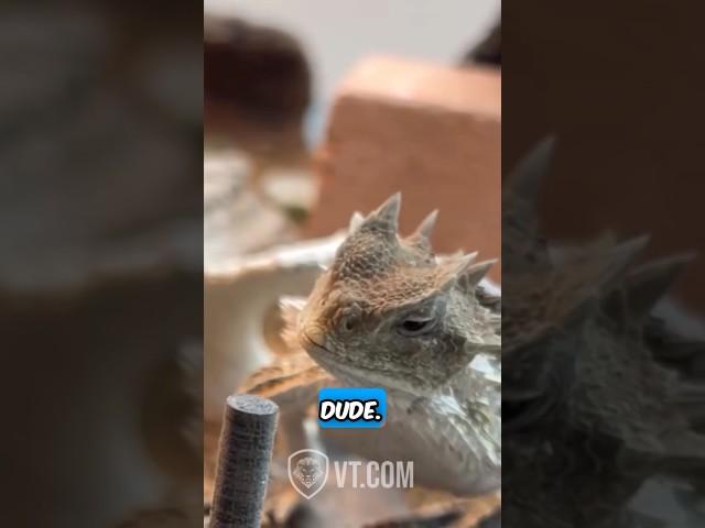 Horned Lizard’s friends won’t share