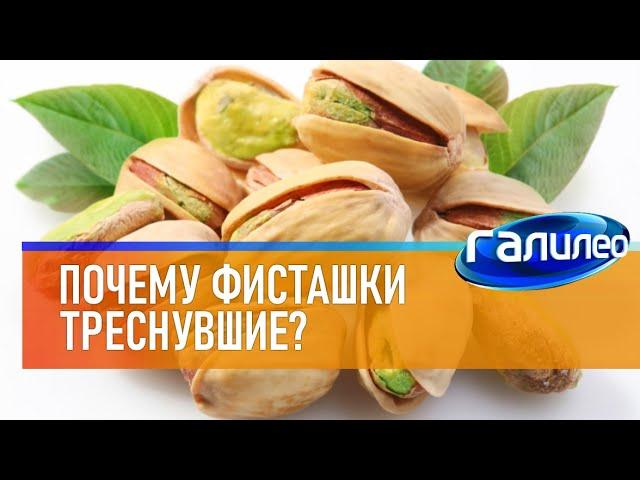 Галилео  Почему фисташки треснувшие?