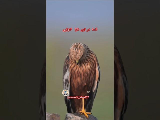 همه تنهاییم تو این عالم،کسی با شما نیست@neuewelt_kian777