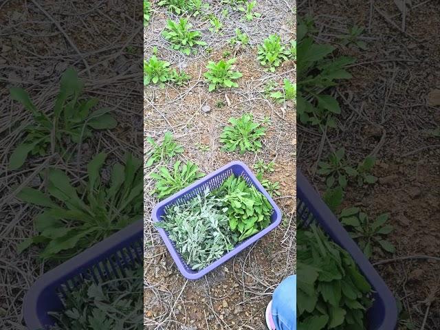 멀 하고 계신가요 #주말농사 #garden #자연농원 #농사 #gardening #귀촌생활