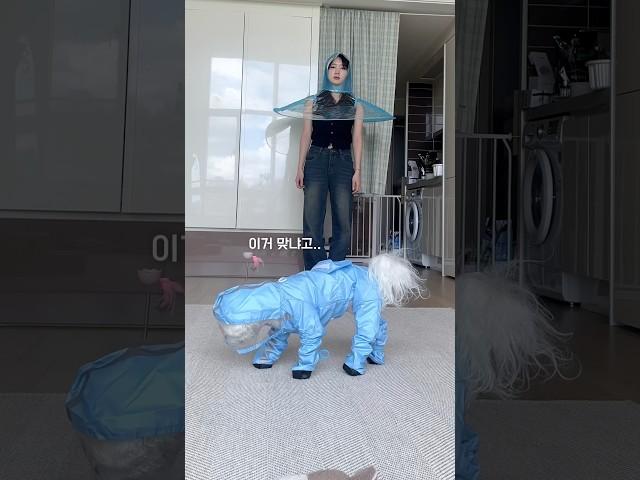 강아지랑 테무깡