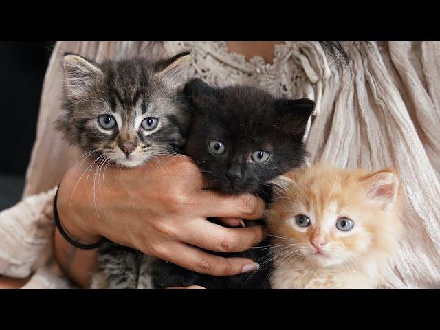 Rescuing kittens from a construction site