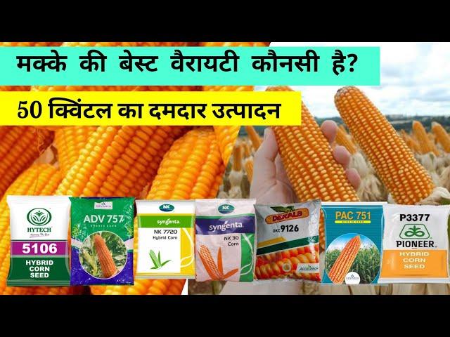 मक्के की बेस्ट वैरायटी | 50 क्विंटल उत्पादन | Best varieties of maize in india #maize #corn #variety