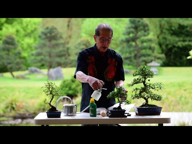 Watering & Feeding Bonsai Trees