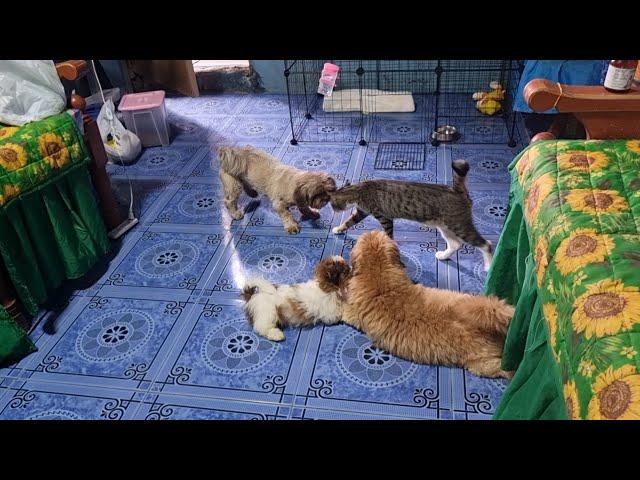 PLAYING TIME PARA MAGUTOM BAGO KO  SILA PAKAININ.(SHIH TZU PAW FAMILY)