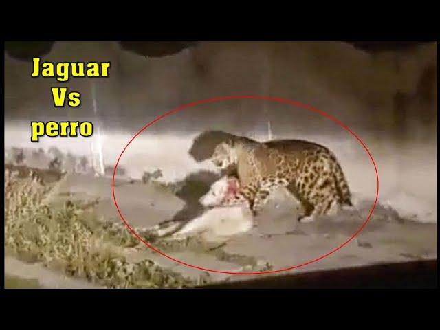 Jaguar VS Perro Labrador, mira como termina este encuentro.