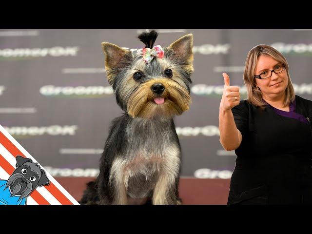 First Grooming For Puppy | Yorkshire Terrier Funny