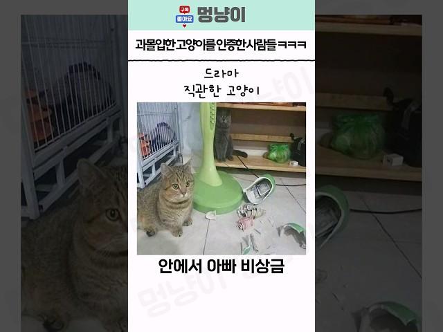 과몰입한 고양이를 인증한 사람들 ㅋㅋㅋㅋ