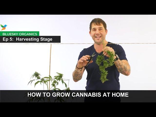 Ep 5 - Harvesting Stage Instructions - Craft Cannabis @ Home