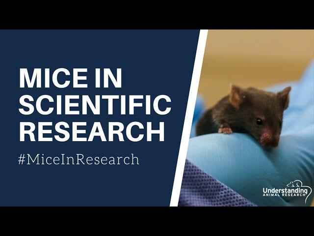 Mice in scientific research