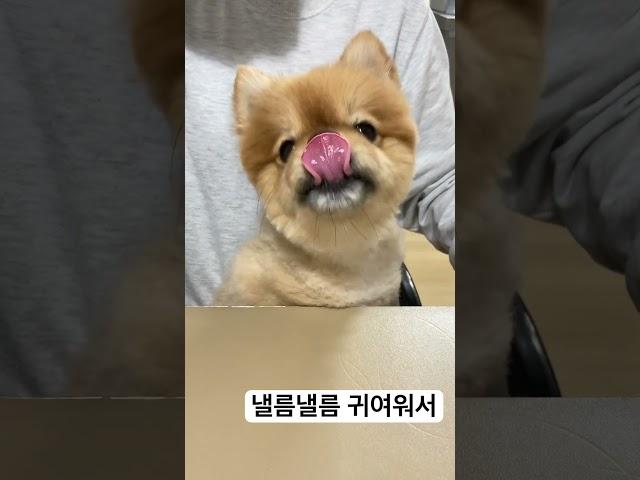 #dog #happy #pet #감사 #찐사랑 #찐행복 낼름낼름 귀여워