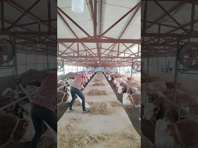 Feeding process in cattle farm