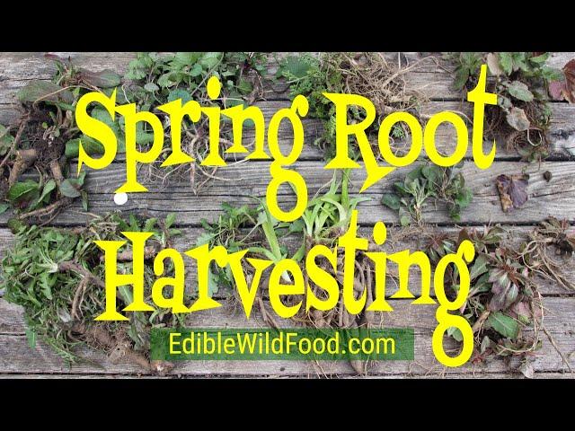 Spring Root Harvesting - Foraging for Wild Edible Roots in the Springtime