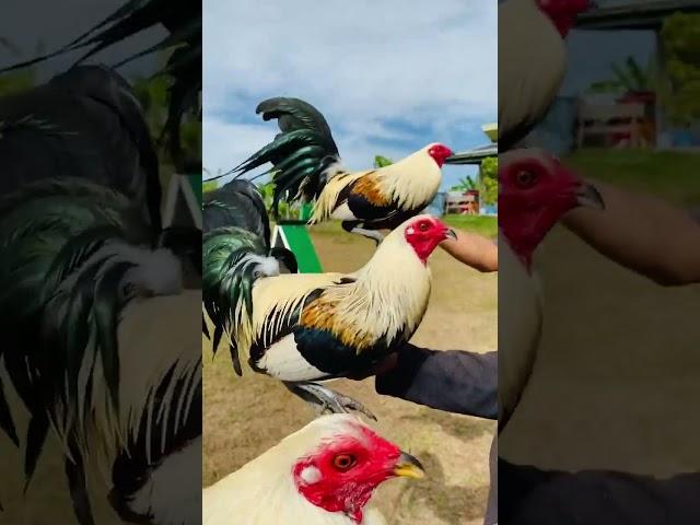 El Rengo del Gallo Giro