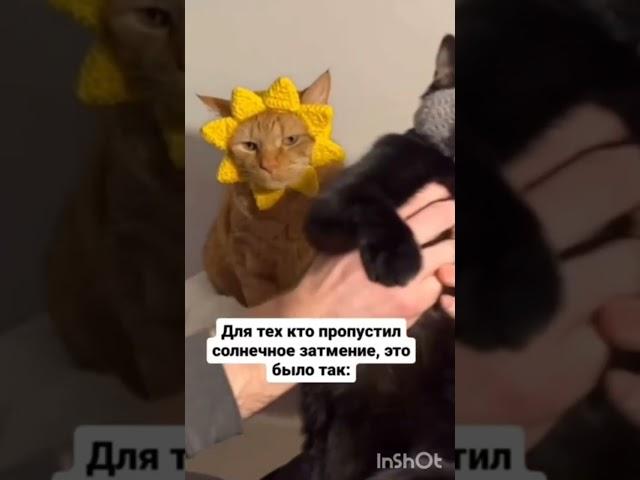 Виктория Башкирова‍ - Котики и солнечное затмение